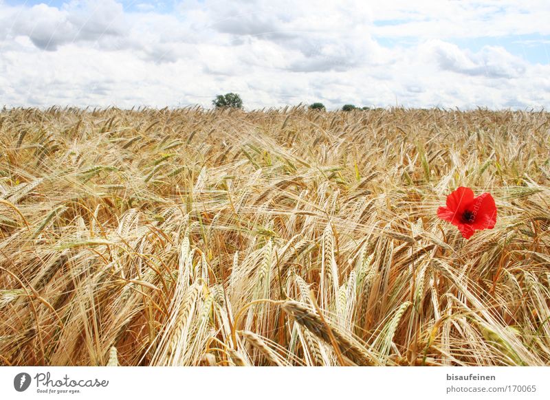 Mohnkorn Farbfoto Außenaufnahme Menschenleer Tag Sonnenlicht Panorama (Aussicht) Landschaft Himmel Wolken Horizont Sommer Pflanze Blume "Mohnblume Gerste