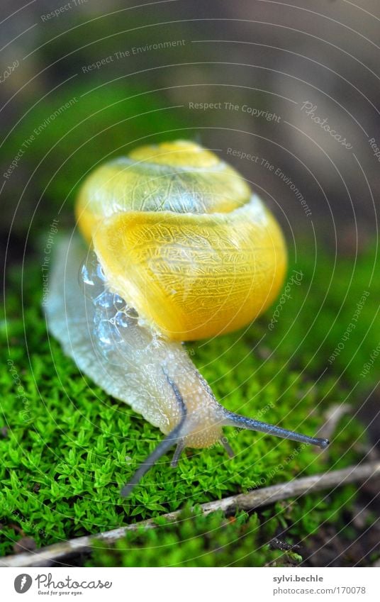 Hürdenlauf Natur Pflanze Tier Erde Moos Wildtier Schnecke Neugier niedlich schleimig gelb grün Schneckenhaus Zeitlupe langsam Zweige u. Äste Blase durchsichtig