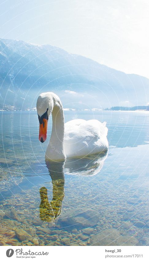 Schwan Hochformat See Licht weiß Verkehr Wasser Berge u. Gebirge hell blau