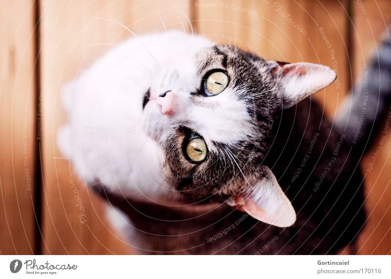 Liebstes Farbfoto Innenaufnahme Tag Licht Schatten Schwache Tiefenschärfe Vogelperspektive Tierporträt Blick in die Kamera Haustier Katze Tiergesicht Fell