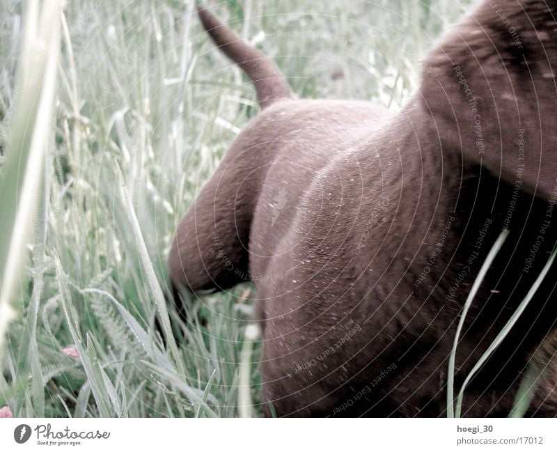 teddy Hund Fell Wiese grün Labrador Teddybär braun schoko wedeln