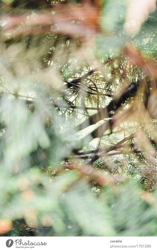 Ab ins Unterholz Natur Pflanze Garten Park Wald wild Nadelbaum Tannennadel Sträucher Schattenspiel Lichtstrahl Ast Höhle Waldboden verzweigt bewachsen