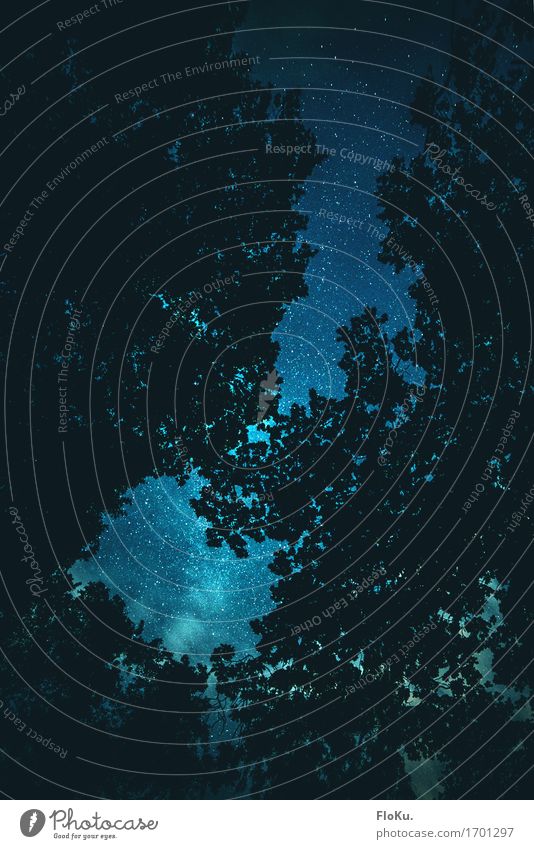 Sind wir alleine? Abenteuer Ferne Umwelt Natur Urelemente Luft Himmel Nachthimmel Stern Sommer Nordlicht Baum Blatt Wald außergewöhnlich dunkel Unendlichkeit