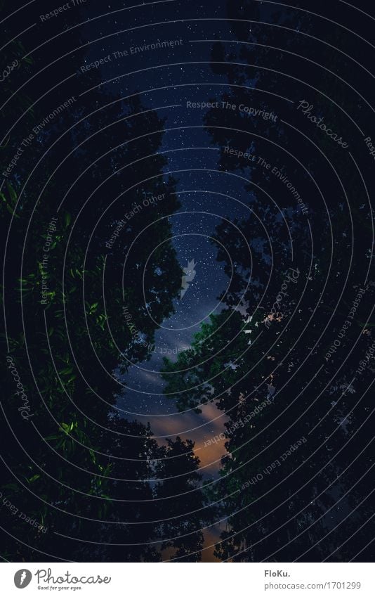 Nachthimmel Umwelt Natur Pflanze Urelemente Himmel Wolken Stern Baum Blatt Stimmung Wald unheimlich Baumkrone dunkel Farbfoto Außenaufnahme Menschenleer