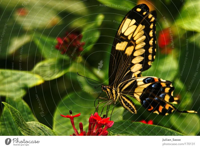 Kleine Schönheit Farbfoto Außenaufnahme Detailaufnahme Makroaufnahme Tag Schwache Tiefenschärfe Zentralperspektive Tierporträt Blick nach oben Umwelt Natur