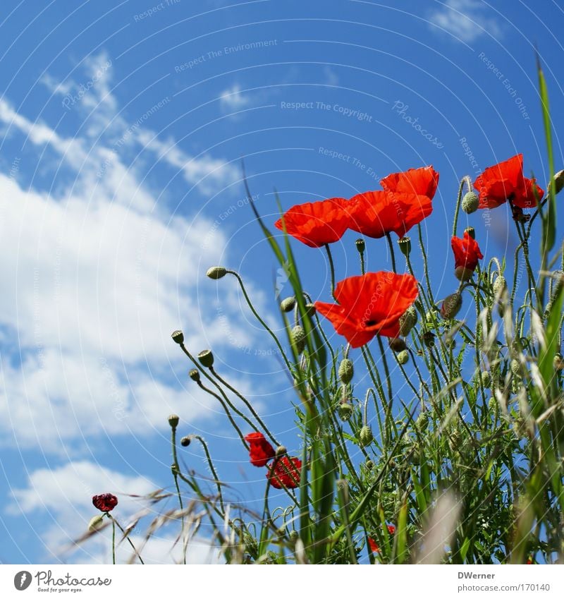 mit den wolken ziehen I exotisch ruhig Duft Insel Tanzen Umwelt Natur Pflanze Himmel Wolken Sonne Sommer Schönes Wetter Blume Blüte Wildpflanze Wiese rothaarig