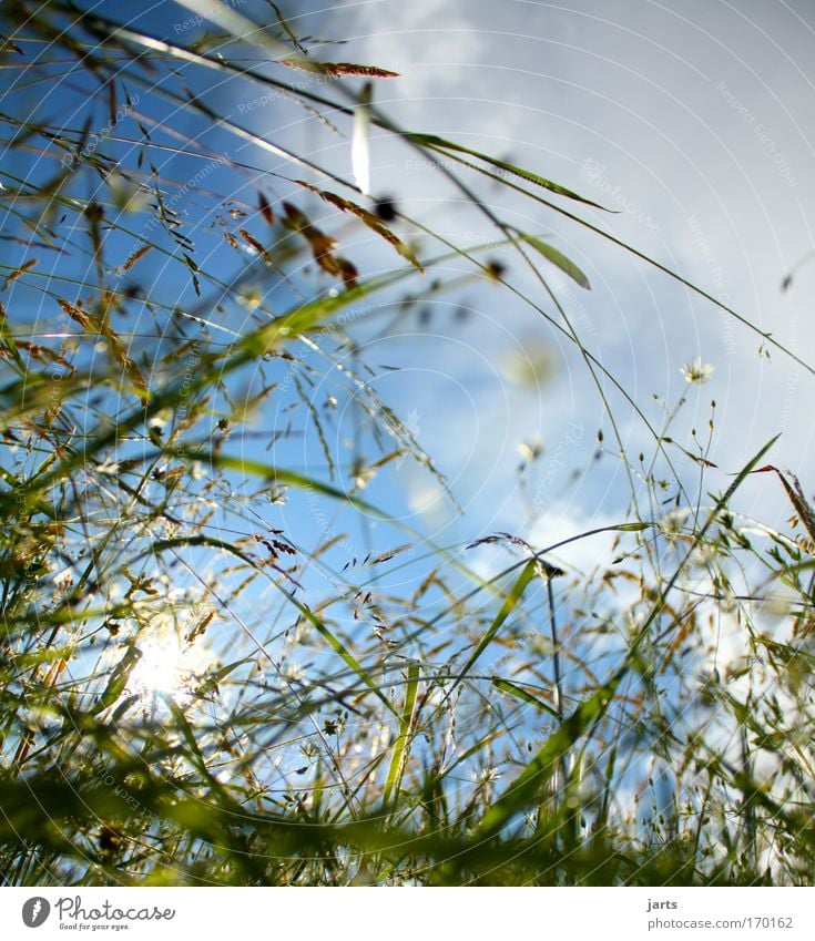 der himmel ist blau.... Farbfoto Außenaufnahme Nahaufnahme Menschenleer Textfreiraum rechts Textfreiraum oben Tag Sonnenlicht Sonnenstrahlen