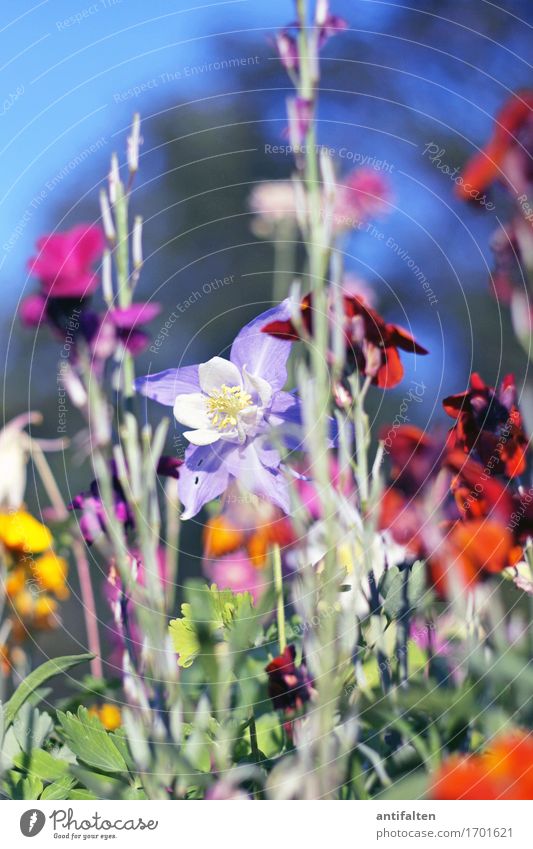 Sommerblömkes Umwelt Natur Pflanze Himmel Sonne Frühling Klima Wetter Schönes Wetter Baum Blume Sträucher Blatt Blüte Garten Park natürlich schön mehrfarbig