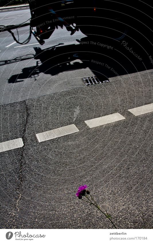 Auto vs. Blume Straße Straßenverkehr Fahrbahn Verkehr Fahrbahnmarkierung Güterverkehr & Logistik Personenverkehr Pflanze straßenbegleitgrün Umweltverschmutzung