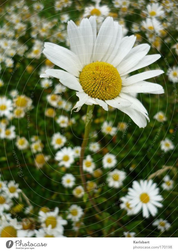 illusions. perdues. honoré de balzac. Sommer Umwelt Natur Pflanze Frühling Blume Blüte Wildpflanze Margerite Park Wiese atmen stehen außergewöhnlich einzigartig