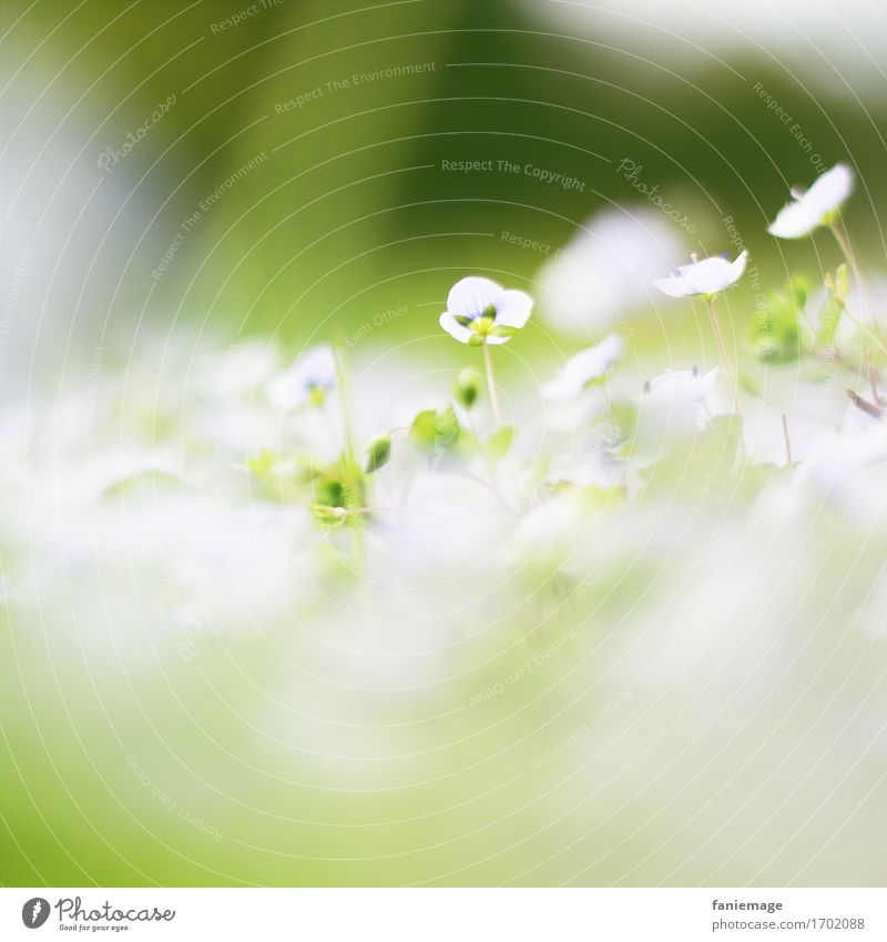 Blütenmeer Natur Pflanze schön Blume weiß Frühling Frühlingsgefühle Frühlingsblume verwaschen fein grün hellgrün dunkelgrün Mitte Quadrat Blütenblatt Wiese