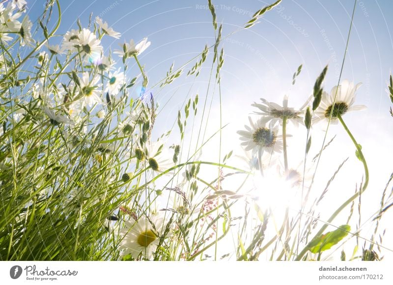 Sommerwiesenblümchenbild Farbfoto Gedeckte Farben Außenaufnahme Nahaufnahme Detailaufnahme Menschenleer Tag Licht Sonnenlicht Sonnenstrahlen Gegenlicht