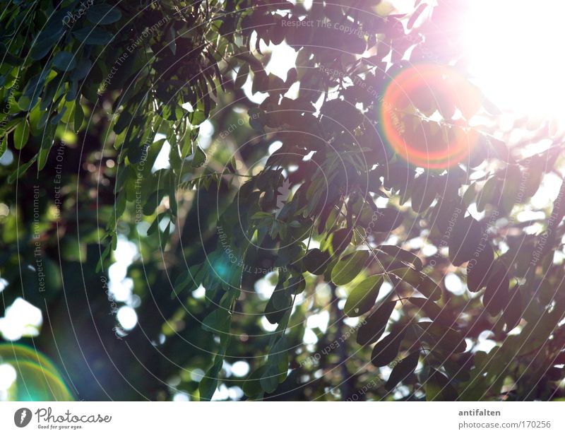 Natürliche Blendenflecke Natur Sonne Sonnenlicht Sommer Schönes Wetter Wärme Baum natürlich positiv schön mehrfarbig gelb grün Gefühle Umwelt Farbfoto