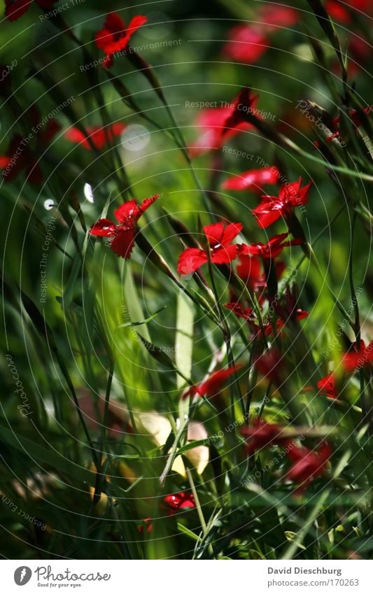 Farbenwelt der Wiese Farbfoto Außenaufnahme Nahaufnahme Makroaufnahme Strukturen & Formen Tag Schatten Kontrast Umwelt Natur Pflanze Frühling Sommer Blume Blüte