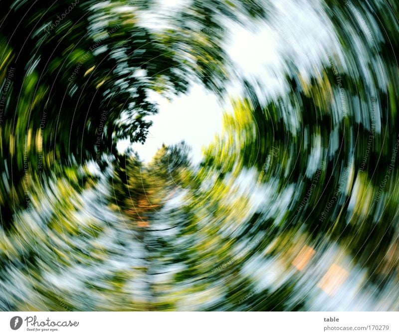 alles dreht sich... Farbfoto Sonnenlicht Unschärfe Bewegungsunschärfe Froschperspektive Weitwinkel Freude Glück Zufriedenheit Erholung Natur Pflanze Himmel