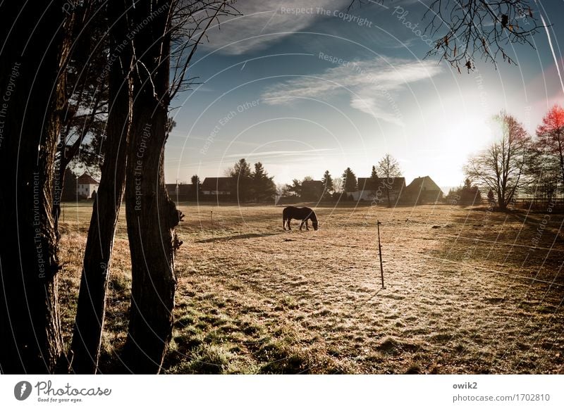 Frühstück genießen Umwelt Natur Landschaft Himmel Wolken Horizont Winter Klima Schönes Wetter Baum Gras Baumstamm Zweig Weide Pferd 1 Tier Erholung Fressen