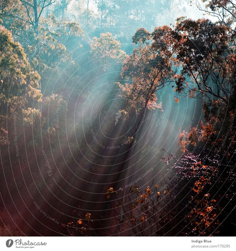 Lichtstrahl Farbfoto mehrfarbig Außenaufnahme Menschenleer Morgen Starke Tiefenschärfe Zentralperspektive Natur Pflanze Sonne Sonnenlicht Herbst Baum Sträucher