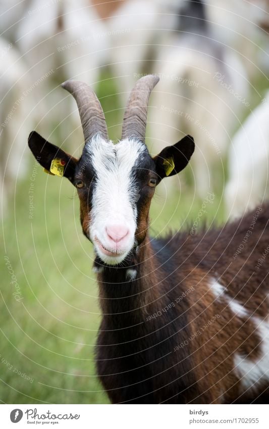 Neugierde Landwirtschaft Forstwirtschaft Wiese Nutztier Ziegen 1 Tier Herde beobachten Blick ästhetisch authentisch Freundlichkeit lustig nachhaltig positiv