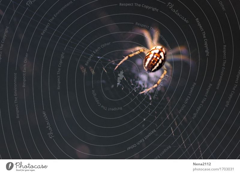 und Tchüß... Umwelt Natur Tier Garten Park Wiese Feld Wald Spinne 1 krabbeln warten Insekt klein laufen Spinnennetz Kreuzspinne dunkel Angst Farbfoto