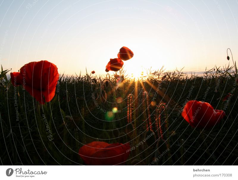 geringfügig morphinhaltig Farbfoto Außenaufnahme Reflexion & Spiegelung Sonnenlicht Sonnenstrahlen Sonnenaufgang Sonnenuntergang Gegenlicht Umwelt Natur