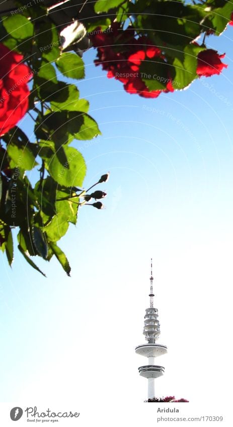 Funk-Rosen Farbfoto Außenaufnahme Tag Abend Licht Wohlgefühl Duft Sommer Sonne Fernseher Technik & Technologie High-Tech Informationstechnologie Skulptur