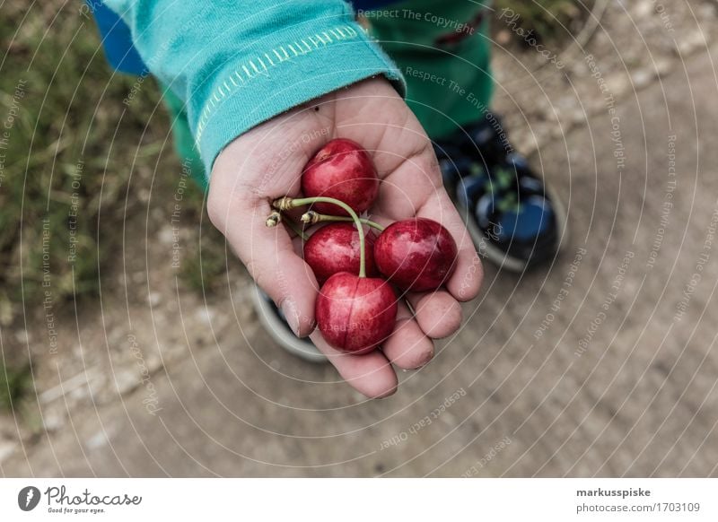 junge krischen ernte Lebensmittel Frucht Kirsche kirschernte Ernte Ernährung Essen Picknick Bioprodukte Vegetarische Ernährung Diät Gesundheit Gesunde Ernährung