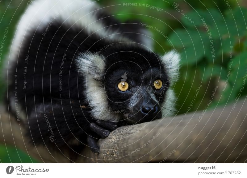 Tagträumer Tier Wildtier Tiergesicht Fell Zoo Halbaffen 1 Denken Erholung genießen liegen träumen ästhetisch authentisch exotisch Freundlichkeit kuschlig braun