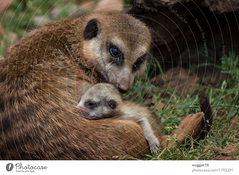 Mutterliebe Tier Gras Wiese Wildtier Fell Zoo Erdmännchen 2 Tiergruppe Tierjunges genießen schlafen sitzen träumen ästhetisch exotisch Freundlichkeit niedlich