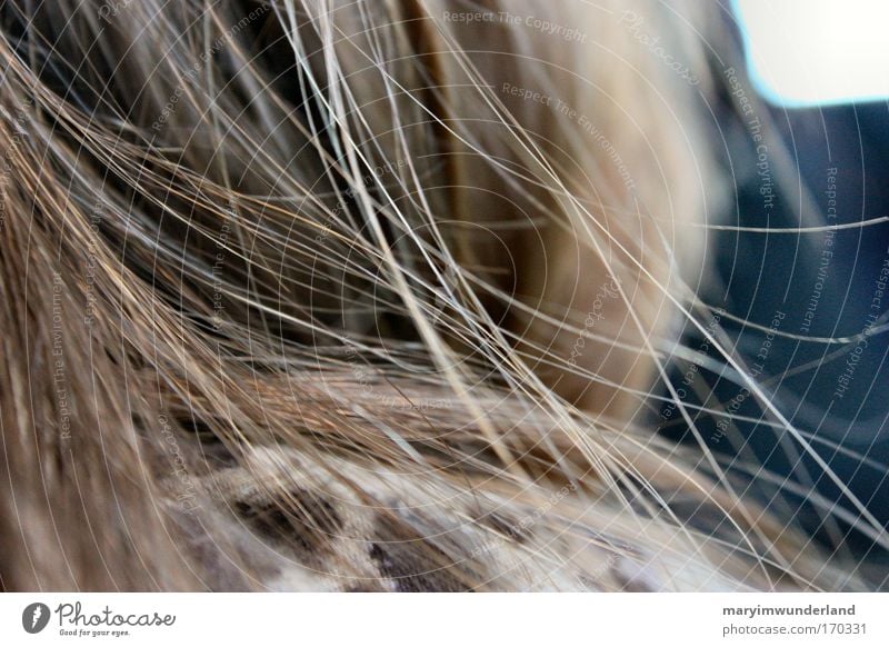 blowin' in the wind Haare & Frisuren feminin Kopf 1 Mensch brünett langhaarig Denken genießen natürlich schön ruhig Leben Haarsträhne braun Farbfoto