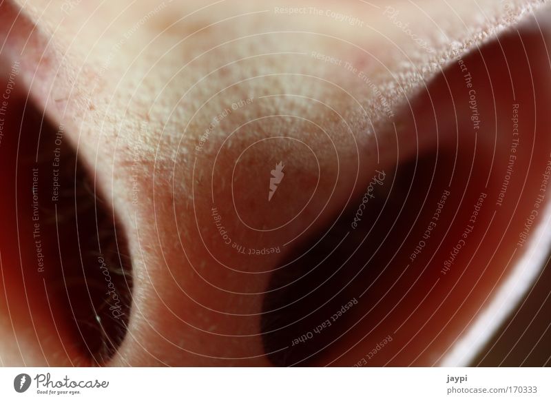 Nasenstupser Farbfoto Nahaufnahme Detailaufnahme Makroaufnahme Experiment abstrakt Schatten Kontrast Schwache Tiefenschärfe Froschperspektive Blick nach oben