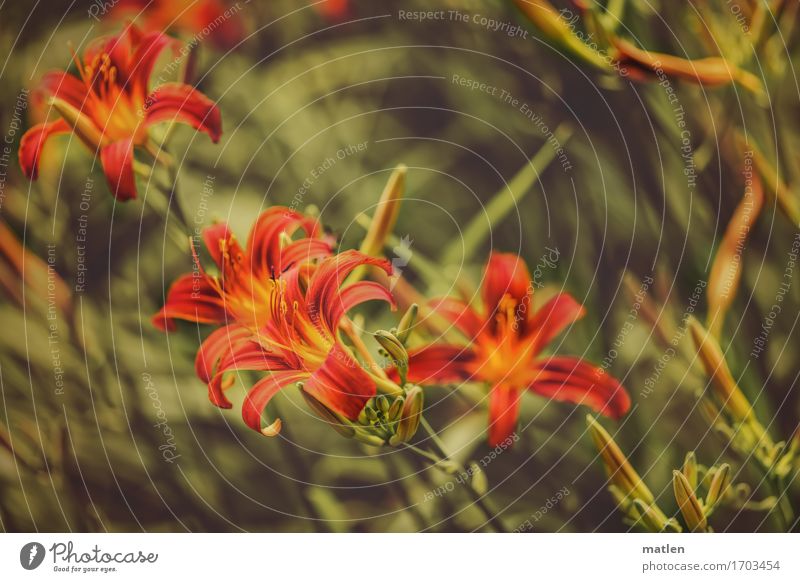 wilde Lilien Natur Pflanze Sommer Blatt Blüte Wildpflanze Blühend grün orange rot Gedeckte Farben Außenaufnahme Nahaufnahme abstrakt Muster Menschenleer