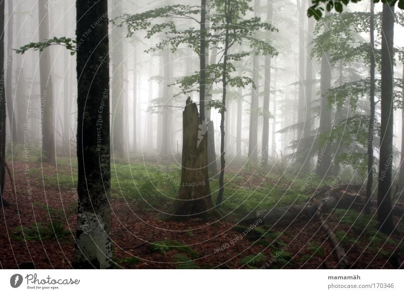 Nebelspaziergang I Farbfoto Außenaufnahme Natur Landschaft schlechtes Wetter Baum Moos Wald dunkel gruselig Angst Baumstamm Blatt unheimlich Märchen Märchenwald