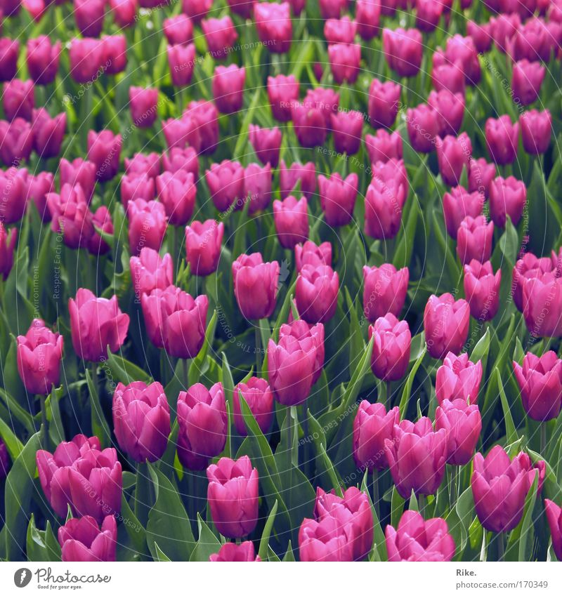 Wohin du auch schaust. Farbfoto Außenaufnahme Muster Strukturen & Formen Menschenleer Tag Sonnenlicht Zentralperspektive Umwelt Natur Pflanze Frühling Sommer