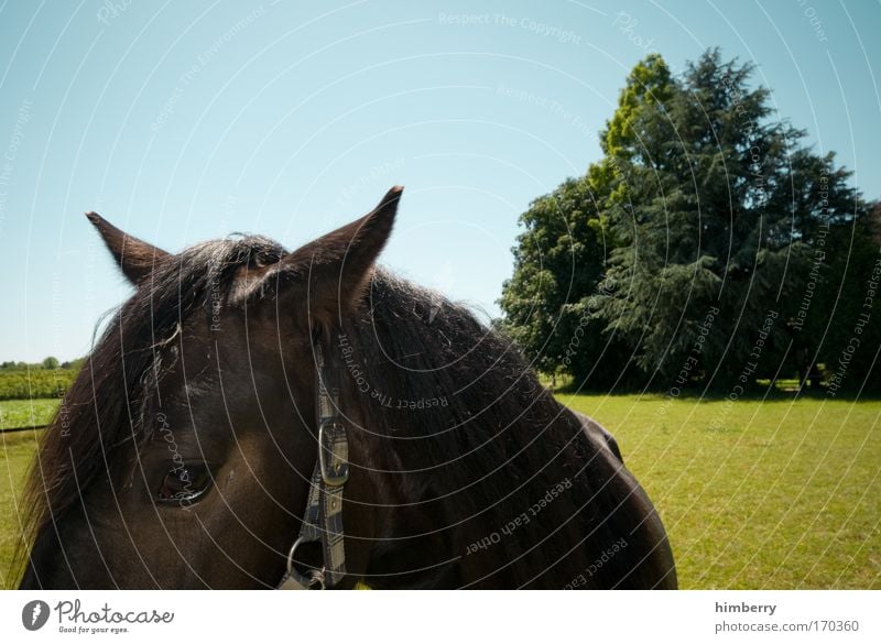 fury cut Farbfoto mehrfarbig Außenaufnahme Detailaufnahme Textfreiraum rechts Textfreiraum oben Textfreiraum unten Tag Kontrast Starke Tiefenschärfe Tierporträt