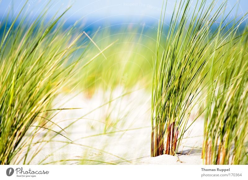 Grün am Meer II Ferien & Urlaub & Reisen Sommer Sommerurlaub Strand Umwelt Natur Landschaft Sand Wasser Himmel Frühling Schönes Wetter Wind Wärme Grünpflanze