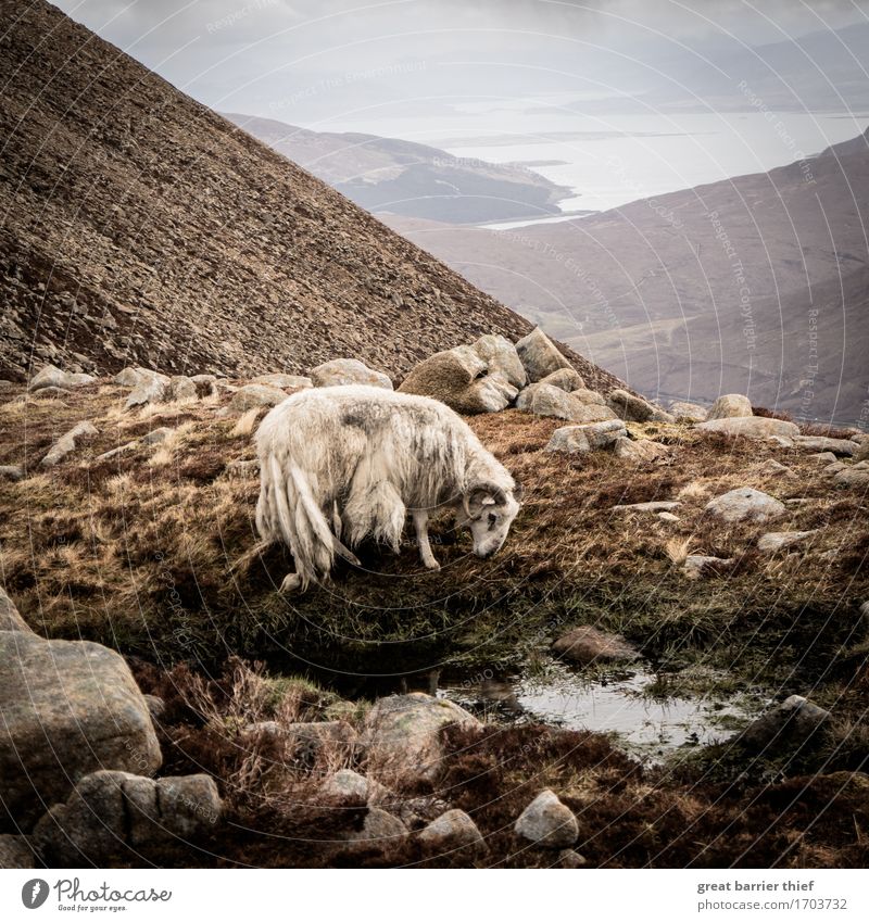 Bergschaf Isle Of Skye Schottland Umwelt Natur Landschaft Tier Erde Himmel Wolken Gewitterwolken Horizont Frühling Wetter schlechtes Wetter Wind Sturm