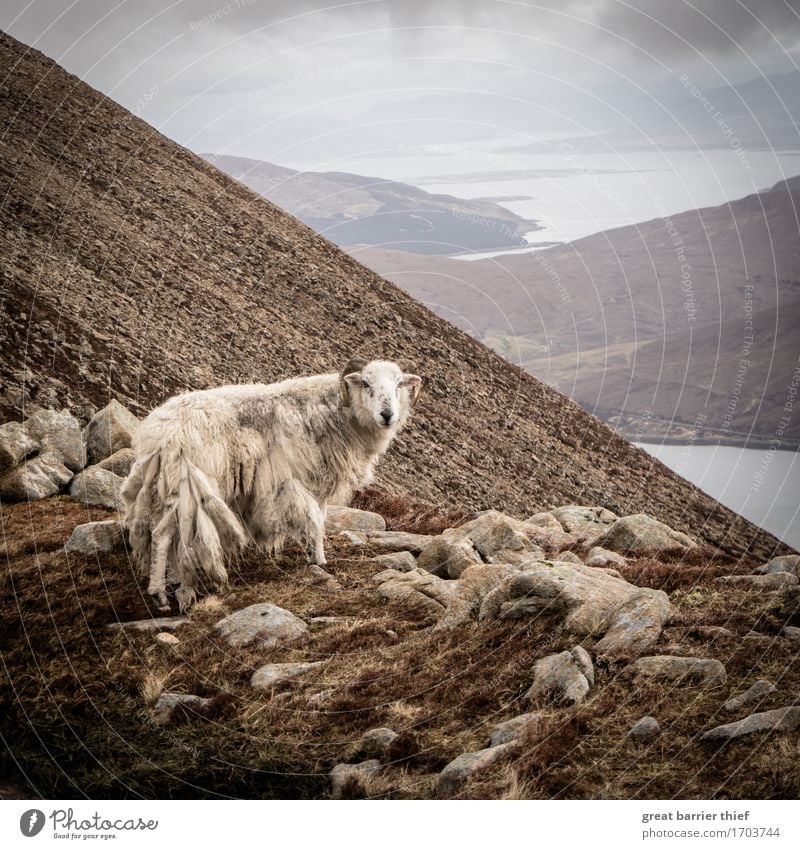 Schottland Bergschaf Umwelt Natur Landschaft Tier Himmel Wolken Gewitterwolken Frühling Wetter schlechtes Wetter Wind Sturm Berge u. Gebirge Gipfel Nutztier