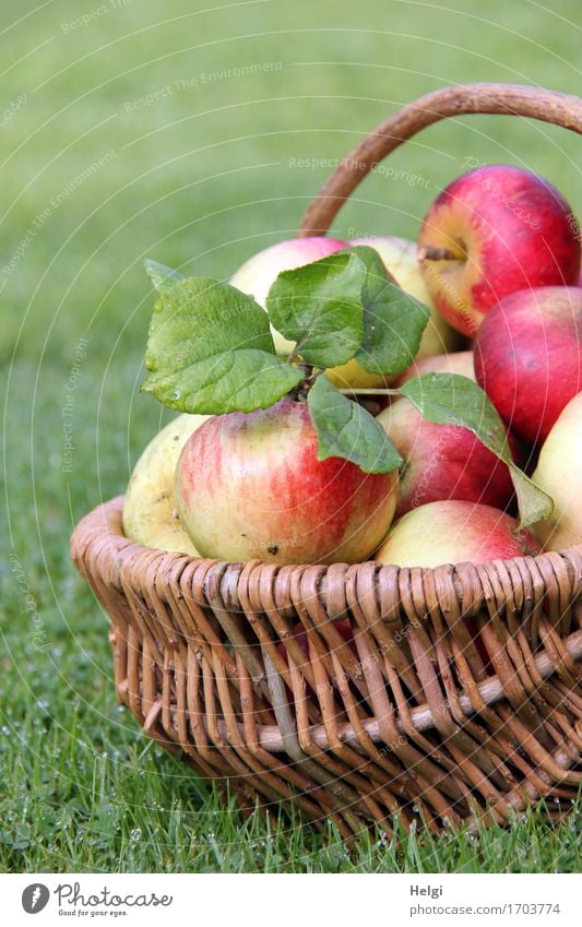 reiche Ernte... Lebensmittel Frucht Apfel Ernährung Bioprodukte Vegetarische Ernährung Umwelt Natur Herbst Blatt Garten Wiese Korb Weidenkorb liegen authentisch