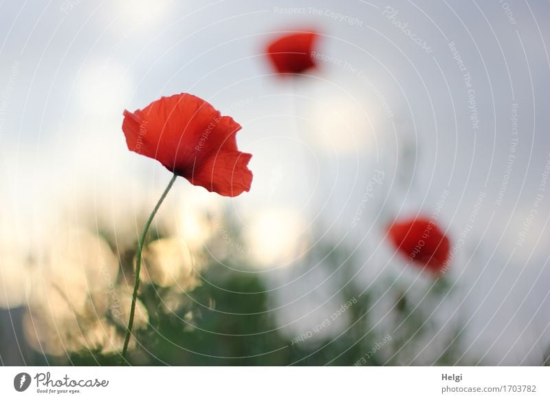 im Abendlicht... Umwelt Natur Pflanze Himmel Sonnenaufgang Sonnenuntergang Sommer Schönes Wetter Blume Blüte Wildpflanze Klatschmohn Mohnblüte Feld Blühend