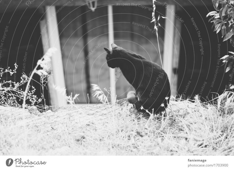 Observation Dorf Haus Mauer Wand hocken Katze Fenster Blick beobachten Natur Gras Jäger Terrasse Suche Morgen ruhig Tier Haustier Maus Halm sitzen