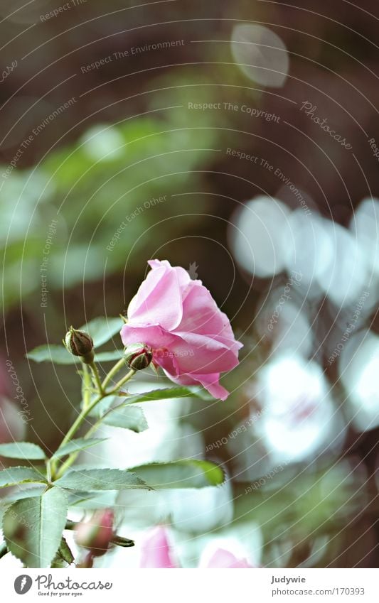 Im Rosengarten II Farbfoto Außenaufnahme Menschenleer Textfreiraum rechts Textfreiraum oben Textfreiraum Mitte Tag Abend Schwache Tiefenschärfe schön Natur