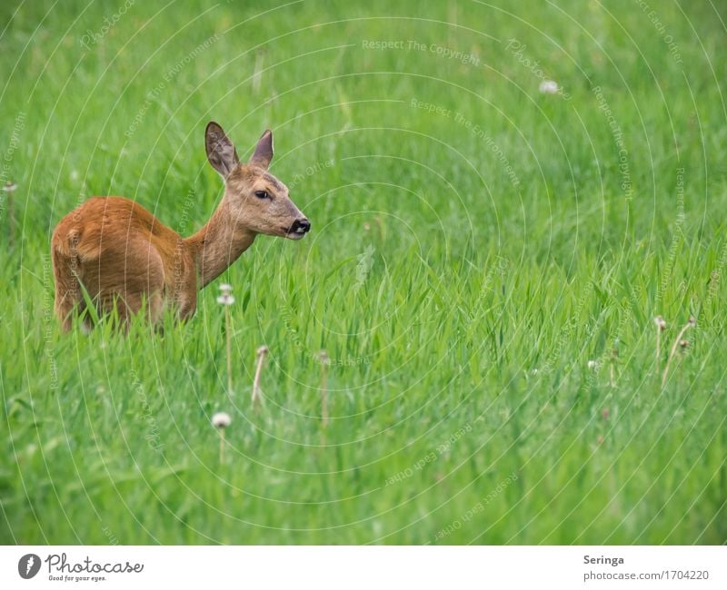 Scheues Reh Gras Tier Wildtier Tiergesicht Fell 1 Blick Rehauge Wiese Farbfoto mehrfarbig Außenaufnahme Menschenleer Textfreiraum rechts Textfreiraum unten Tag