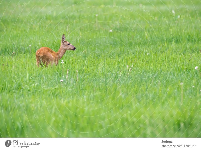 Das Reh ist los Natur Pflanze Tier Frühling Sommer Gras Feld Wald Wildtier Tiergesicht Fell Fährte 1 Fressen Rehauge Farbfoto mehrfarbig Außenaufnahme