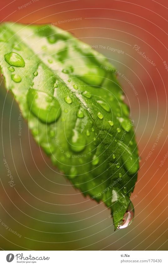 Freudentränen Umwelt Natur Tier schlechtes Wetter Pflanze Rose Blatt Grünpflanze Nutzpflanze Topfpflanze Park Wasser Tropfen hängen Traurigkeit Wachstum weinen