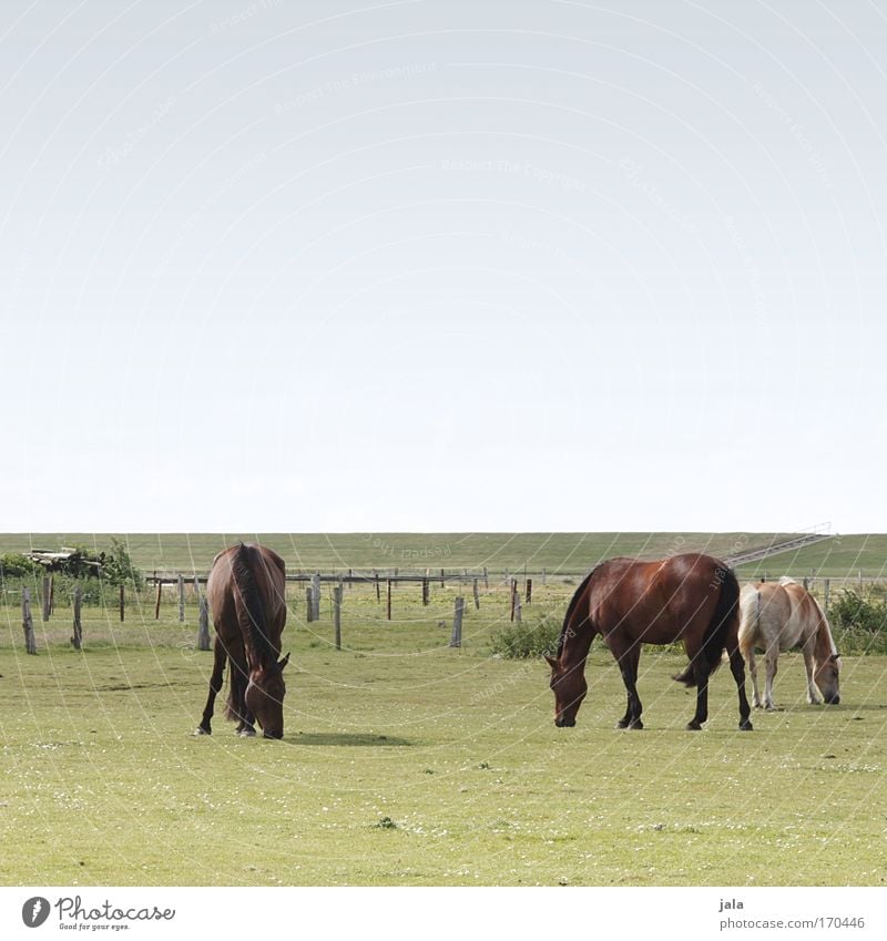 Dinner with three Horses Gedeckte Farben Außenaufnahme Tag Tierporträt Himmel Wiese Feld Nordsee Nutztier Pferd Fell 3 Fressen Zusammensein stehen groß blau