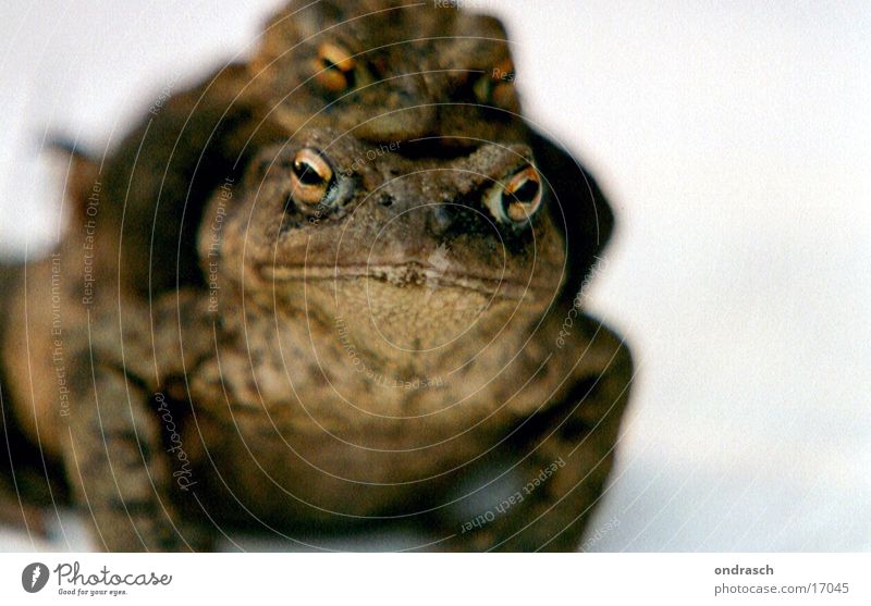 Frühlingsgefühle Fertilisation Zuneigung Nachkommen Tier Verkehr Kröte Frosch paarweise Tierpaar