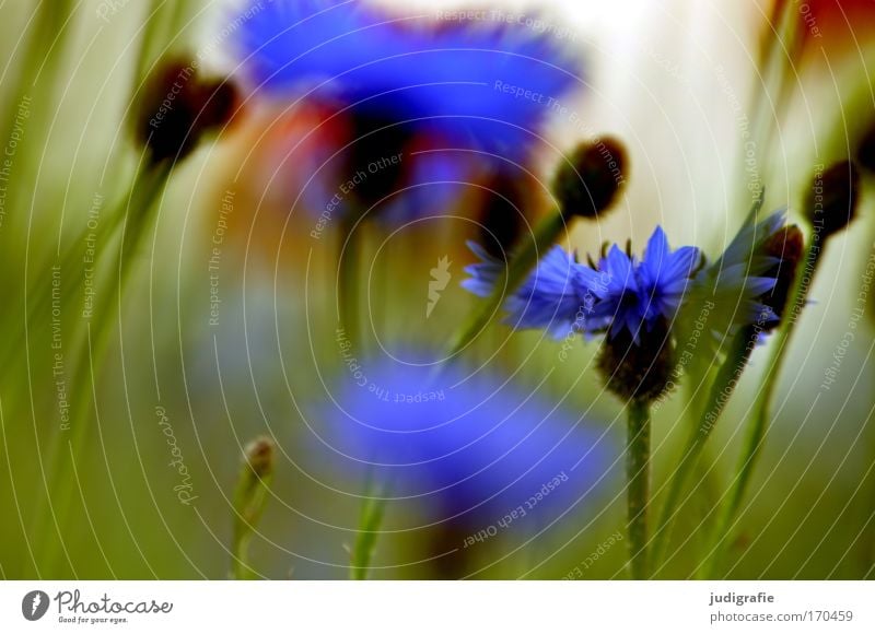 Wiese Farbfoto mehrfarbig Außenaufnahme Nahaufnahme Sommer Umwelt Natur Pflanze Blume Gras Wildpflanze Feld Wachstum Duft schön blau grün Lebensfreude Kornblume