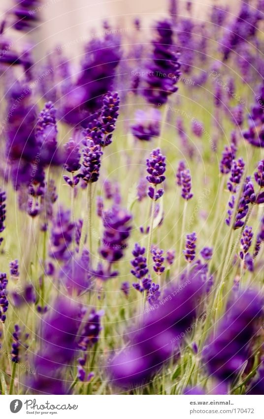 tanzendes violett. Farbfoto Außenaufnahme Nahaufnahme Menschenleer Unschärfe Bewegungsunschärfe Schwache Tiefenschärfe Zentralperspektive Glück Gesundheit