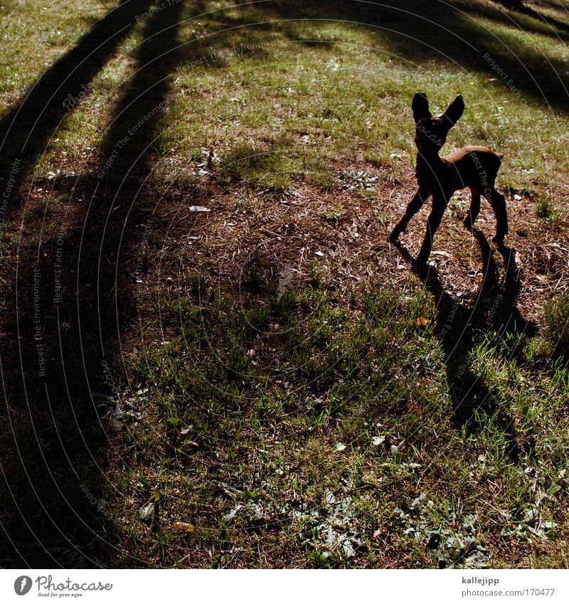 fairytale Farbfoto Gedeckte Farben Tag Schatten Kontrast Silhouette Sonnenstrahlen Ganzkörperaufnahme Tier Wildtier Zoo Streichelzoo 1 Tierjunges klein