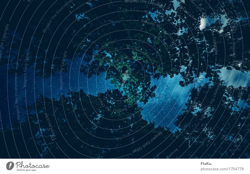 Öfter mal nach oben schauen Ferne Freiheit Umwelt Natur Landschaft Urelemente Luft Himmel Nachthimmel Stern Sommer Baum Blatt Wald außergewöhnlich dunkel